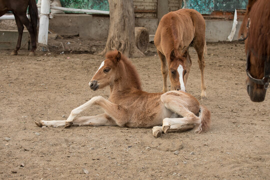 Caballo bebe potro lactando de mama alimentandose 