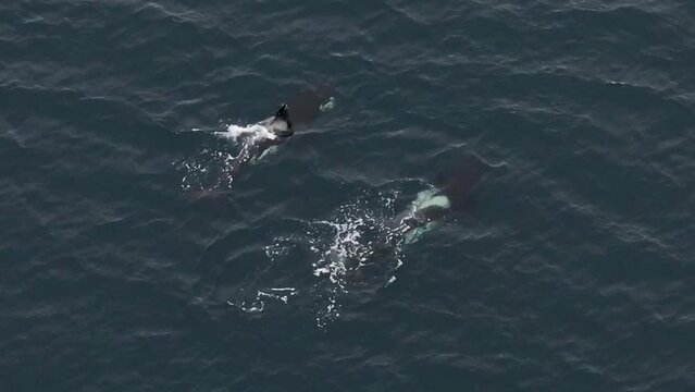 From above, watch as orcas engage in herring feeding off the shores of northern Norway in an aerial view.