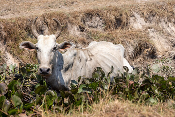 Cattle cooling down a bit in a puddle of mud in the lowlands of Bolivia, Beni department, in dry season - Traveling and exploring South America 