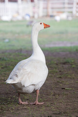 Young adult duck swimming in a pond