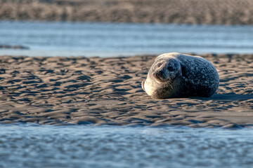 phoque © escapade photo