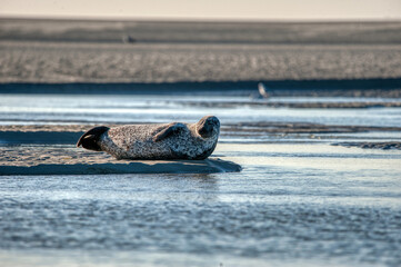 phoque © escapade photo