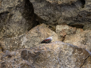 The wallcreeper on a rock