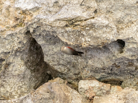 The wallcreeper on a rock