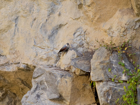 The wallcreeper on a rock