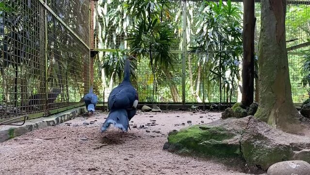 A very beautiful pair of Blue Crowned-pigeon. Cute bird. Beautiful bird. Mabruk Ubiaat. Crowed bird.