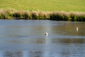 Farming landscape with a water dam with white float on a beef farm