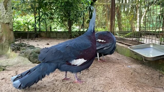 A very beautiful pair of Blue Crowned-pigeon. Cute bird. Beautiful bird. Mabruk Ubiaat. Crowed bird.