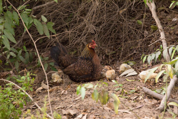 Mom hen with small baby chicks chicken animals 
