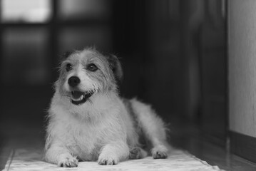 ジャックラッセル