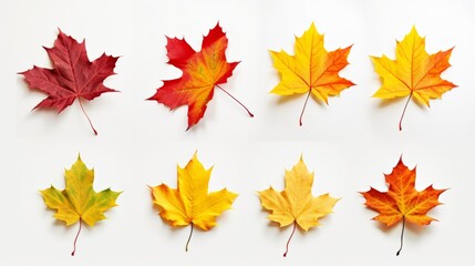Fototapeta premium An autumn leaf set in yellow, orange, red, burgundy, green colors on a white background for creativity