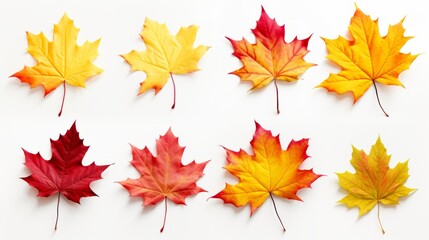 Fototapeta premium An autumn leaf set in yellow, orange, red, burgundy, green colors on a white background for creativity