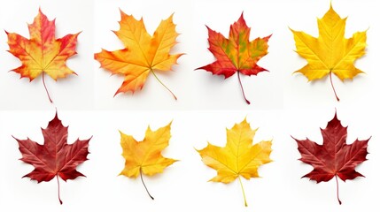 Fototapeta premium An autumn leaf set in yellow, orange, red, burgundy, green colors on a white background for creativity