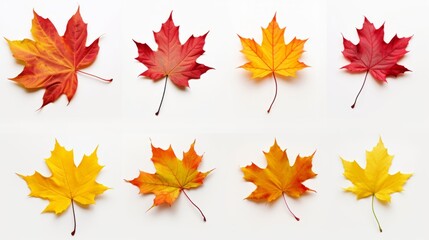 An autumn leaf set in yellow, orange, red, burgundy, green colors on a white background for creativity