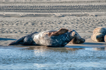 phoque © escapade photo