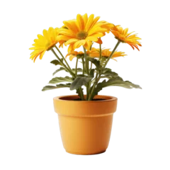 Foto auf Acrylglas Flower in a pot isolated on transparent and white background. Png transparent © Stitch