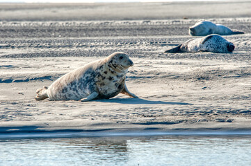 phoque © escapade photo