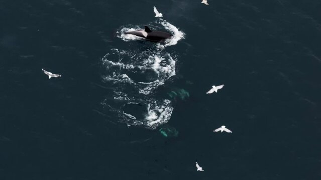 The aerial vantage point reveals the mesmerizing spectacle of orcas engaging in herring feeding off the coast of northern Norway.