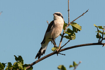 Pie grièche écorcheur,. male, Lanius collurio, Red backed Shrike