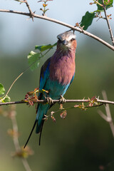 Rollier à longs brins,. Coracias caudatus, Lilac breasted Roller