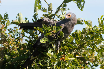 Gymnogène d'Afrique,.Polyboroides typus,  African Harrier Hawk, Afrique du Sud