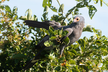 Gymnogène d'Afrique,.Polyboroides typus,  African Harrier Hawk, Afrique du Sud
