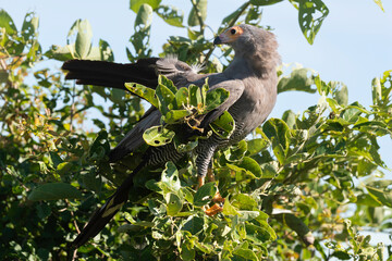 Gymnogène d'Afrique,.Polyboroides typus,  African Harrier Hawk, Afrique du Sud