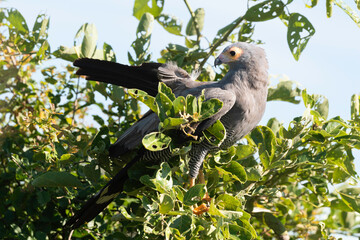 Gymnogène d'Afrique,.Polyboroides typus,  African Harrier Hawk, Afrique du Sud