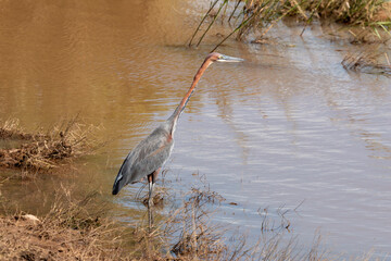Héron goliath,.Ardea goliath, Goliath Heron