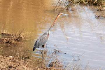 Héron goliath,.Ardea goliath, Goliath Heron