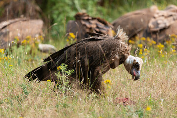 Vautour moine,.Aegypius monachus, Cinereous Vulture