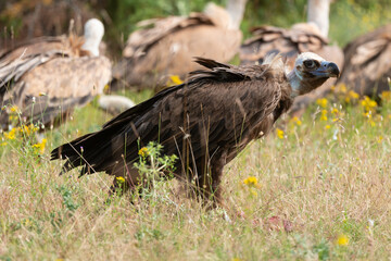 Vautour moine,.Aegypius monachus, Cinereous Vulture