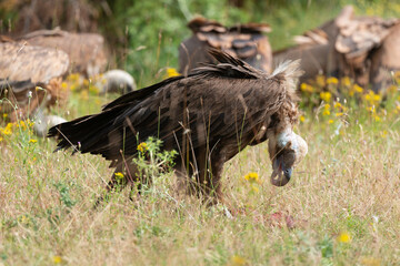Vautour moine,.Aegypius monachus, Cinereous Vulture