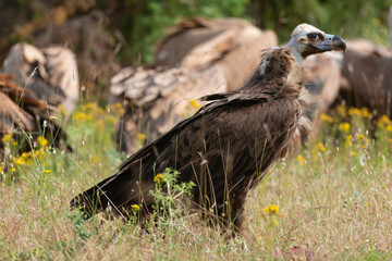 Vautour moine,.Aegypius monachus, Cinereous Vulture