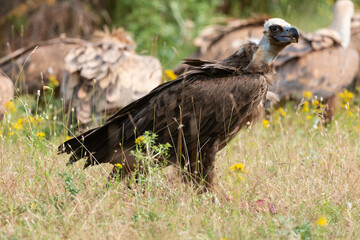 Vautour moine,.Aegypius monachus, Cinereous Vulture