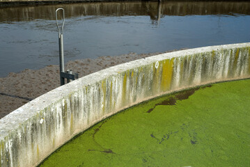 Minor lemna , Lentille d'eau, Station biologique des eaux usées , Honfleur, 14, Calvados, France