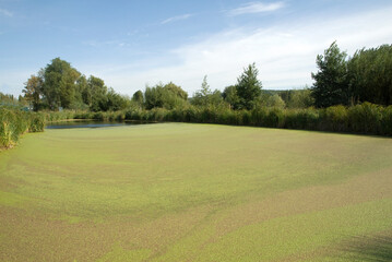Minor lemna (Lentille d'eau) Station biologique des eaux us&eacute;es. Honfleur, 14