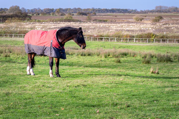 Brown horse with a blanket in a field