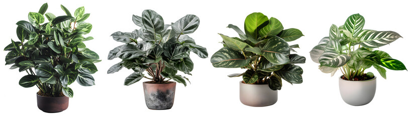 Set of various houseplants displayed in ceramic pots. Isolated on transparent background .Potted exotic house plants on white shelf against white wall. png