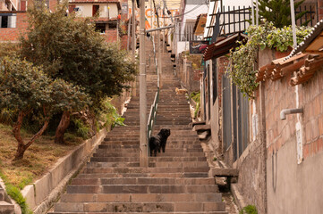 Dogs on the streets of Cusco, Peru.