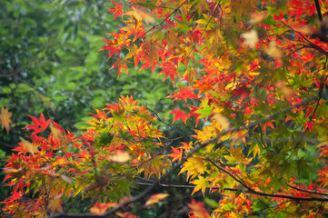 autumn leaves background