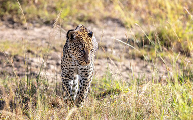 Fototapeta premium Adult leopard, panthera pardus, walking through the long grass of the Masai Mara, Kenya.
