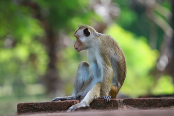  srilanka monkey