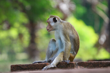 squirrel on the tree