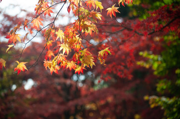 red autumn leaves