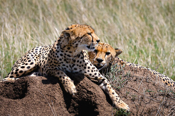 Two Cheetahs searching for food in Serengeti National Park 
