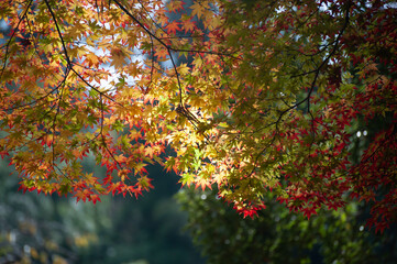 autumn leaves background