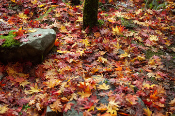 autumn leaves on the ground