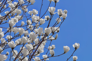 Magnolia blooms in spring, with white and red flowers