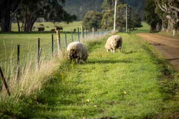 Foto op Plexiglas sheep with dags in a field on a farm © William